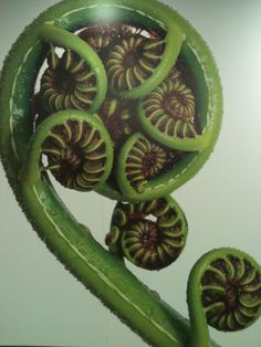 a green plant with spirals growing out of it