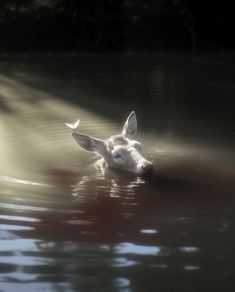 a deer is swimming in the water with its head submerged