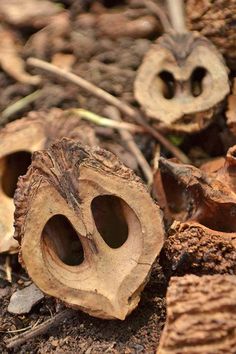 an owl's face is seen in the middle of some wood chips on the ground