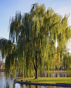 a large willow tree sitting next to a lake