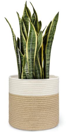 a snake plant in a white and beige pot