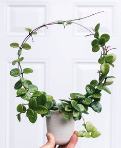 a person holding a potted plant in front of a white door with green leaves on it