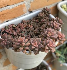 several succulents are growing in a white pot