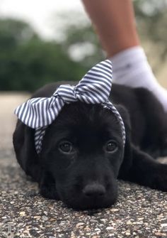 a small black dog laying on the ground with a bow in it's head