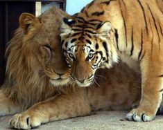 two large tigers standing next to each other