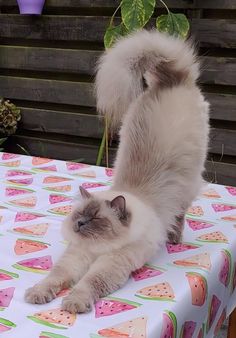 two cats standing on top of a table covered in pink and white paper with hearts