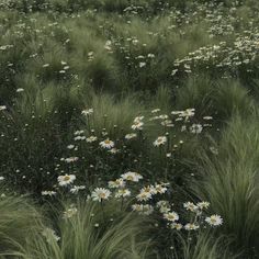 a field full of tall grass and white flowers