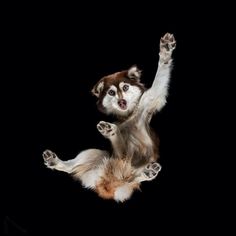 a brown and white dog jumping up in the air with its paws spread wide open