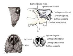 an animal's nose is shown with different parts labeled