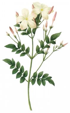 a white flower with green leaves is shown on a white background in this image, there are red and white flowers