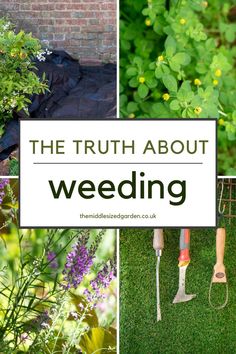 weeding tools and weeds Myths And Facts, Easy Gardening, Winter Plants, Annual Flowers, The Neighborhood, Gardening Ideas