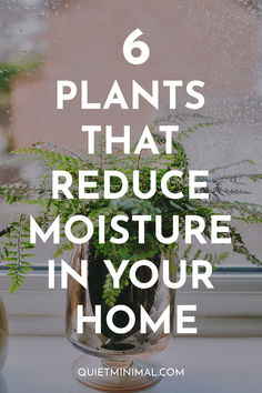 a potted plant with the words 6 plants that reduce moisture in your home