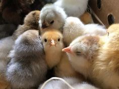 several baby chickens are huddled together in a pile