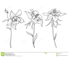 three flowers line art drawing on white background stock photo - image 349784