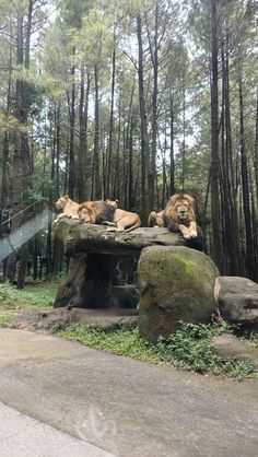 several lions laying on top of rocks in the woods