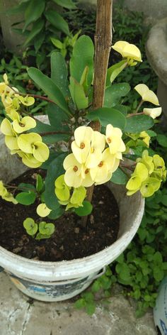 a potted plant with yellow flowers in it