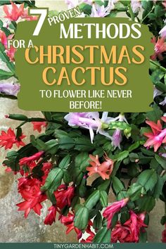 flowers with the words 7 method for a christmas cactus to flower like never before on it