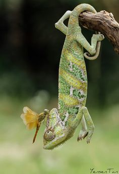 a chamelon hanging upside down on a branch with its head in the air