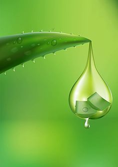 a drop of water hanging from a green leaf