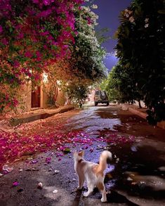 a white dog standing on the side of a road next to trees and pink flowers