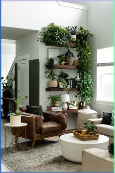 a living room filled with furniture and lots of plants on the wall above it's shelves