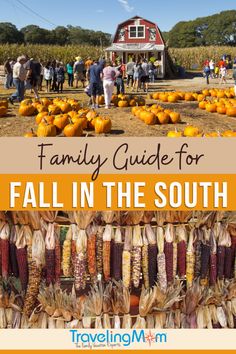 family guide for fall in the south with pumpkins, corn and squash on display