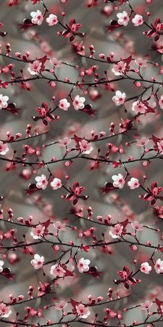 red and white flowers on a tree branch