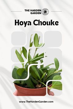 Elevate your indoor garden with the captivating Hoya Chouke. Known for its unique, waxy leaves and striking appearance, this plant adds an exotic touch to any space.
​
​Bring the exotic allure of Hoya Chouke into your home today! 🏡💚
​
​#HoyaChouke #HouseplantLovers #IndoorPlants #ExoticPlants #GreenLiving #PlantMom #UrbanJungle #PlantDecor #HouseplantCommunity #GreenThumb