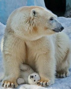 a polar bear sitting on top of snow covered ground next to an adult polar bear