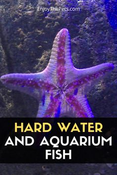 a purple and white starfish with the words hard water and aquarium fish on it