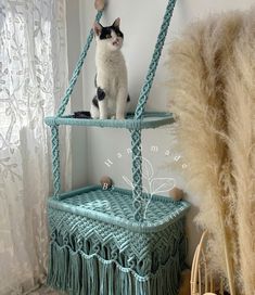 a cat sitting on top of a blue shelf