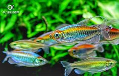 several colorful fish swimming in an aquarium