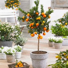 an orange tree in a pot on a wooden table next to other plants and flowers