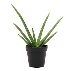 a potted plant with green leaves on a white background and an image of a houseplant