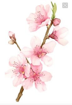 pink flowers are blooming on a white background