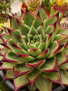 a large green and red plant in a pot