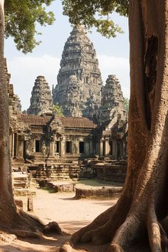 an old tree in front of some ancient buildings