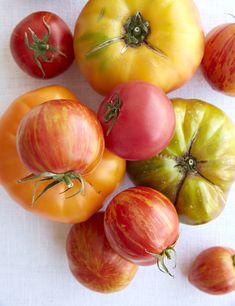 several different types of tomatoes on a white surface