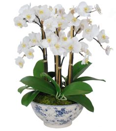 white orchids are in a blue and white vase