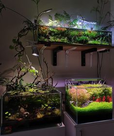 two fish tanks filled with plants next to each other