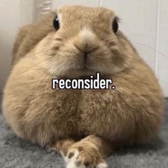 a close up of a rabbit with the words reconsiderr