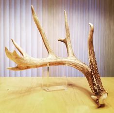 an antler is sitting on top of a table