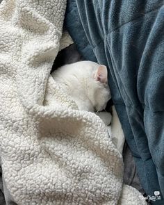 a white cat sleeping on top of a blanket