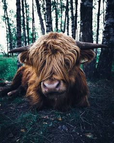 an animal that is laying down in the grass near some trees and bushes, with long hair on it's face