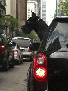 a black dog sticking its head out the back window of a car on a city street