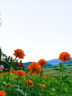 orange flowers in a field with mountains in the background