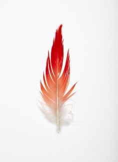 an orange and white feather with the words you don't need wings to fly