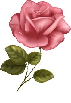 a pink rose with green leaves on a white background