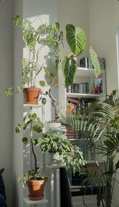 several houseplants are arranged on shelves in a room