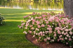 pink and white flowers blooming in the grass near water